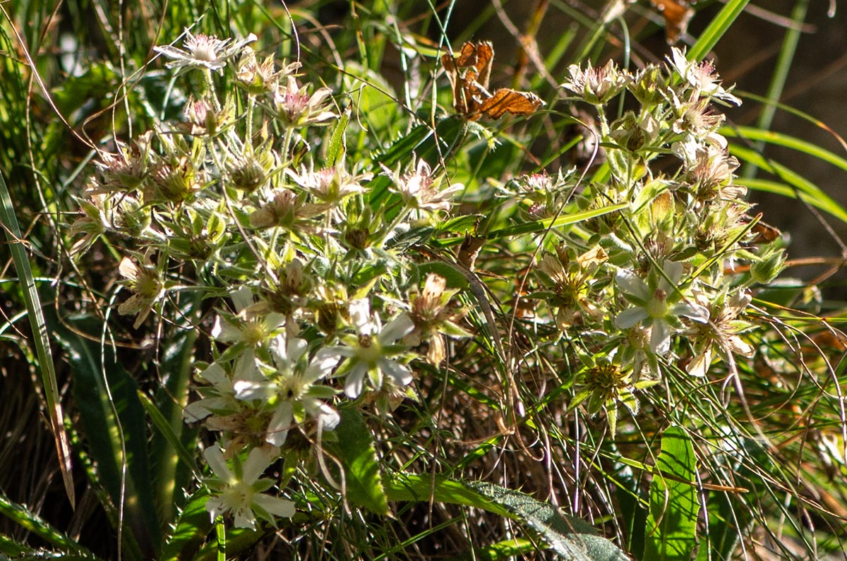 Bl&uuml;ten